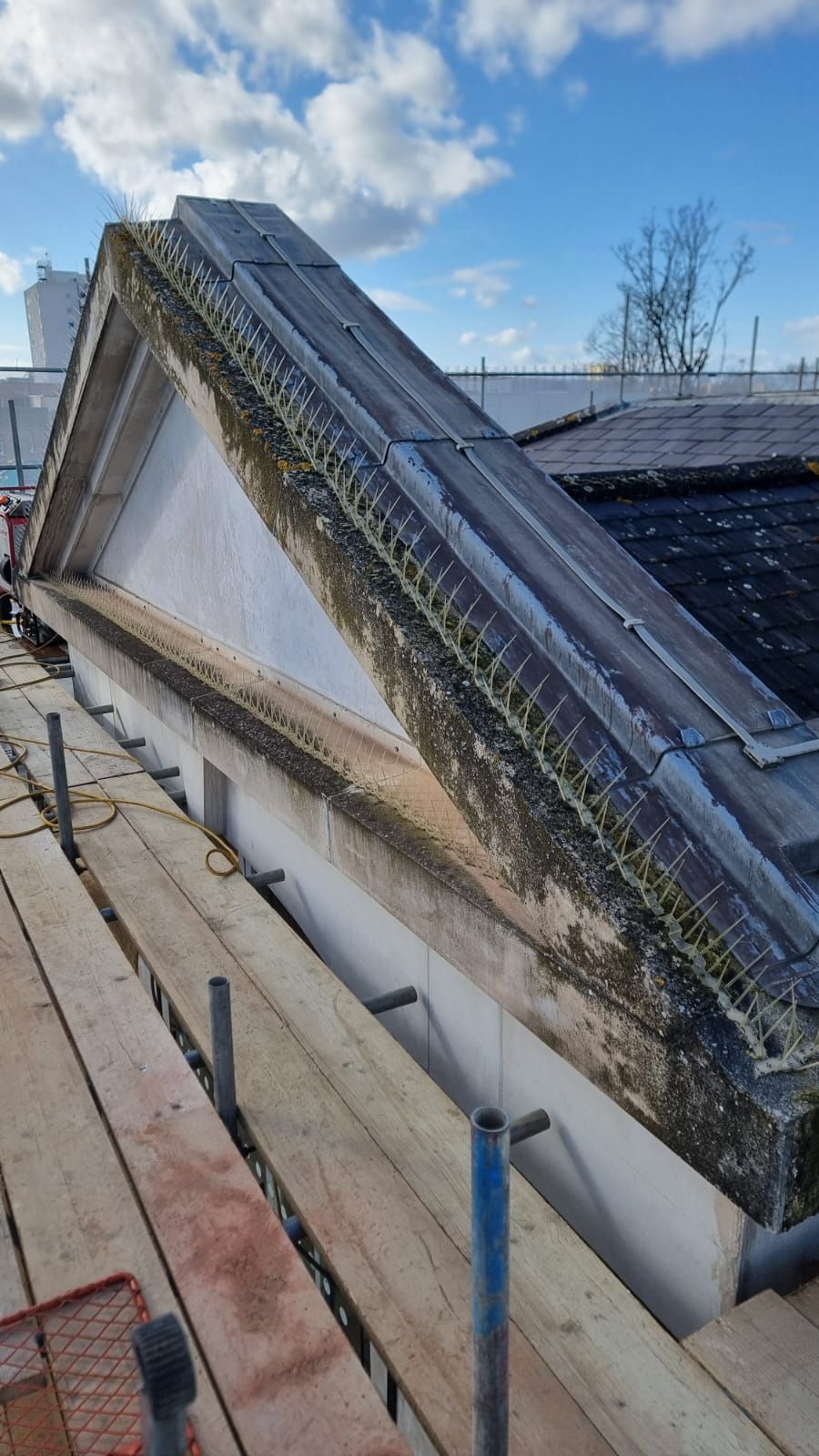 heavy lichen algae moss staining on natural stone before