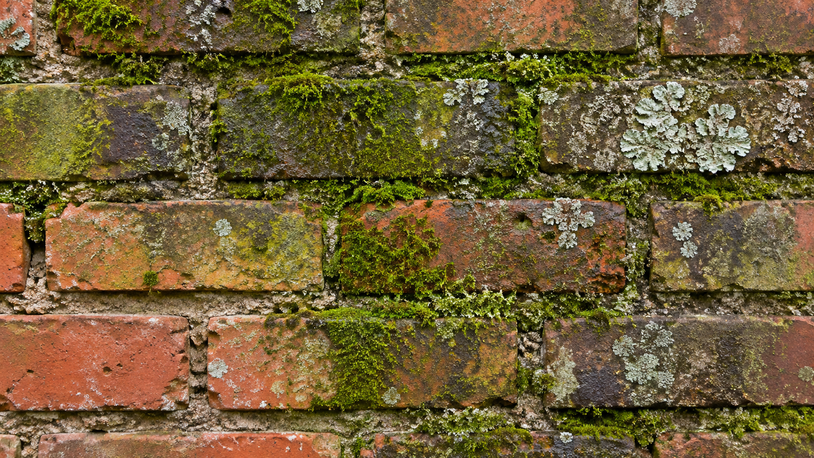 algae moss lichen on brickwork