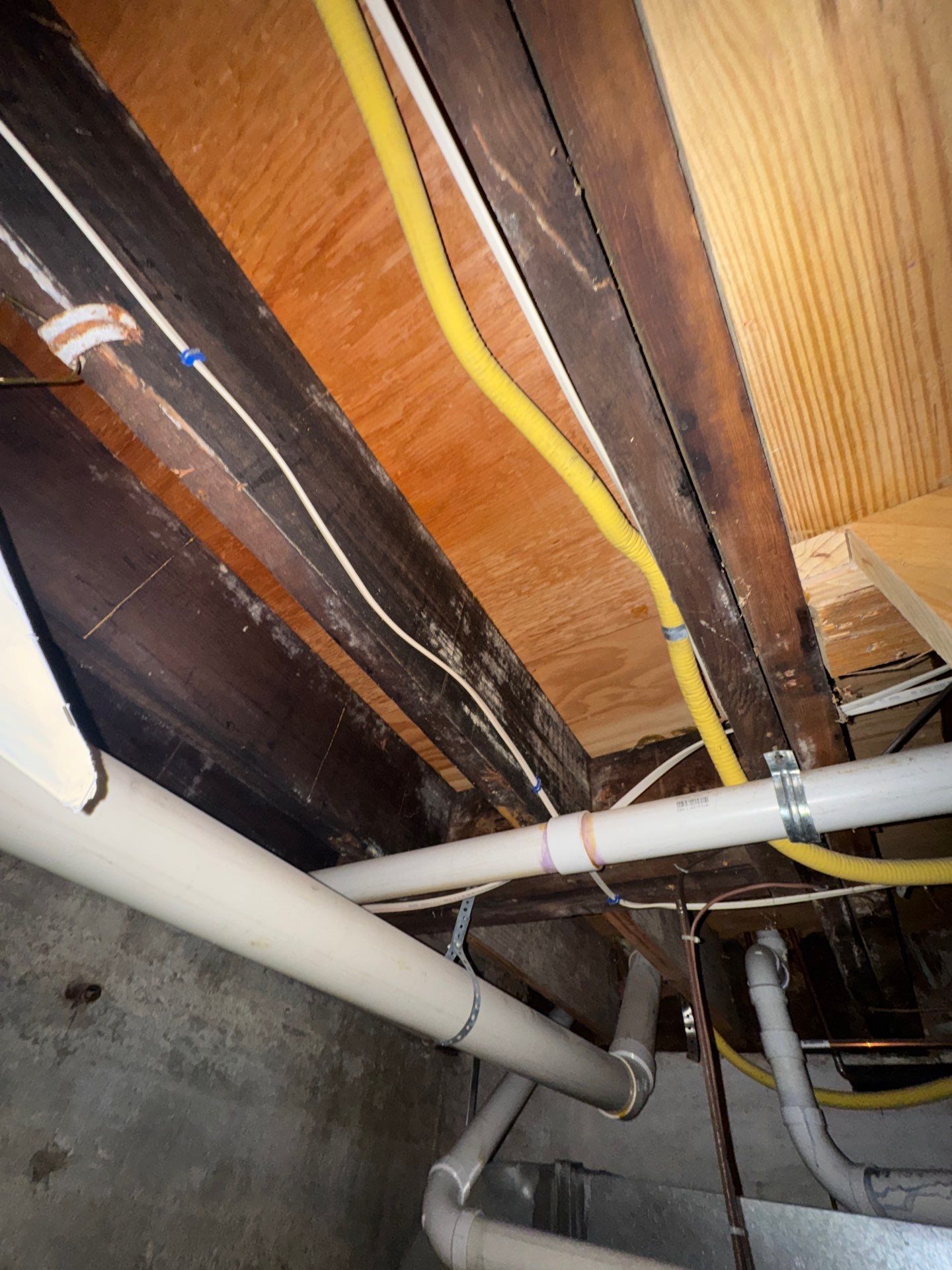 Mold growth in ceiling inside home in East Setauket NY