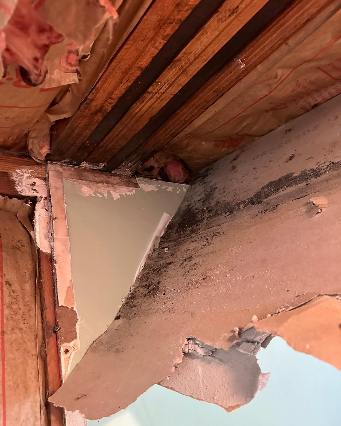 Mold growth at home on Long Island.