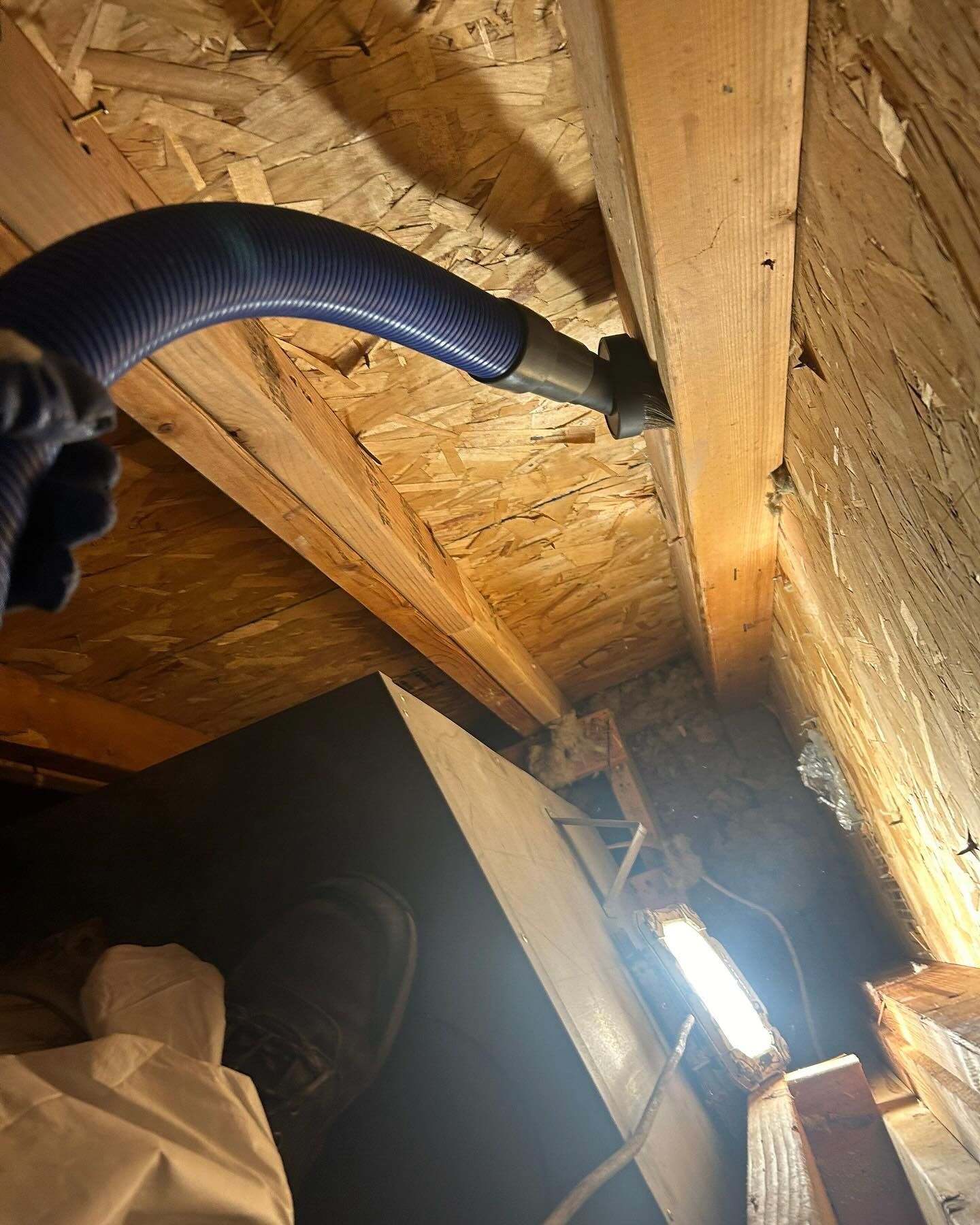 mold removal