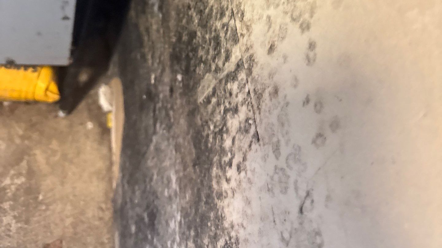 Summer mold problems on Long Island - IICRC Mold Remediation Services - K.O.S. Restoration 