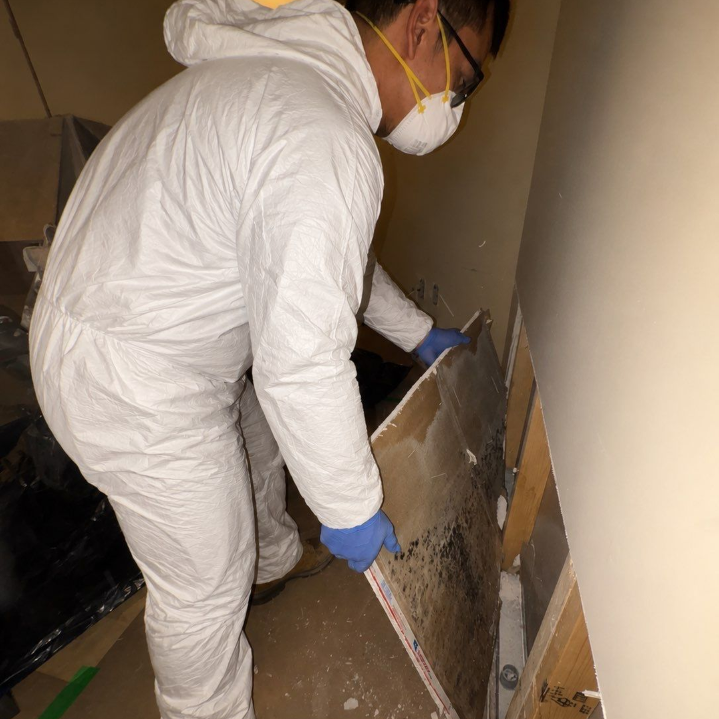 Mold found on drywall in basement at Glen Head home.