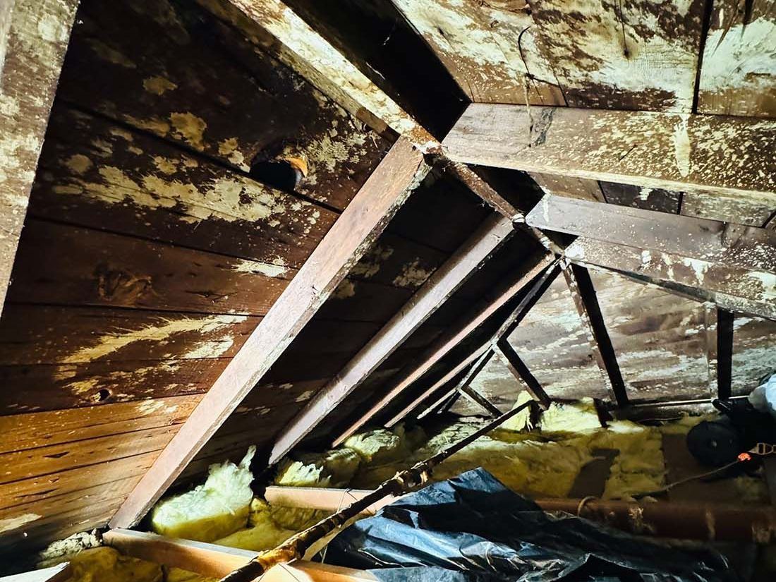 attic mold remediation and encapsulation in Kings Park NY - White Mold Growth