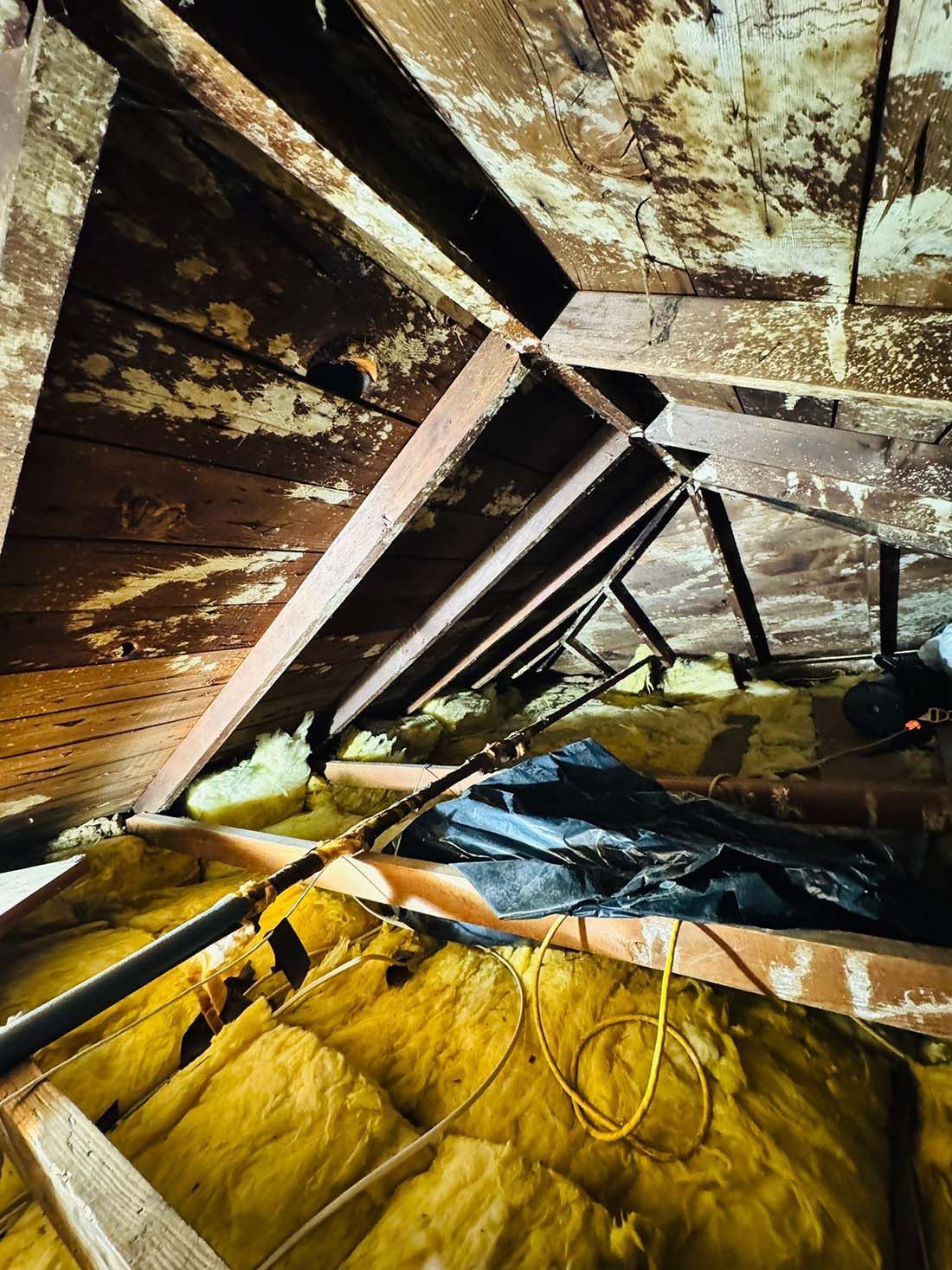 attic mold Long Island