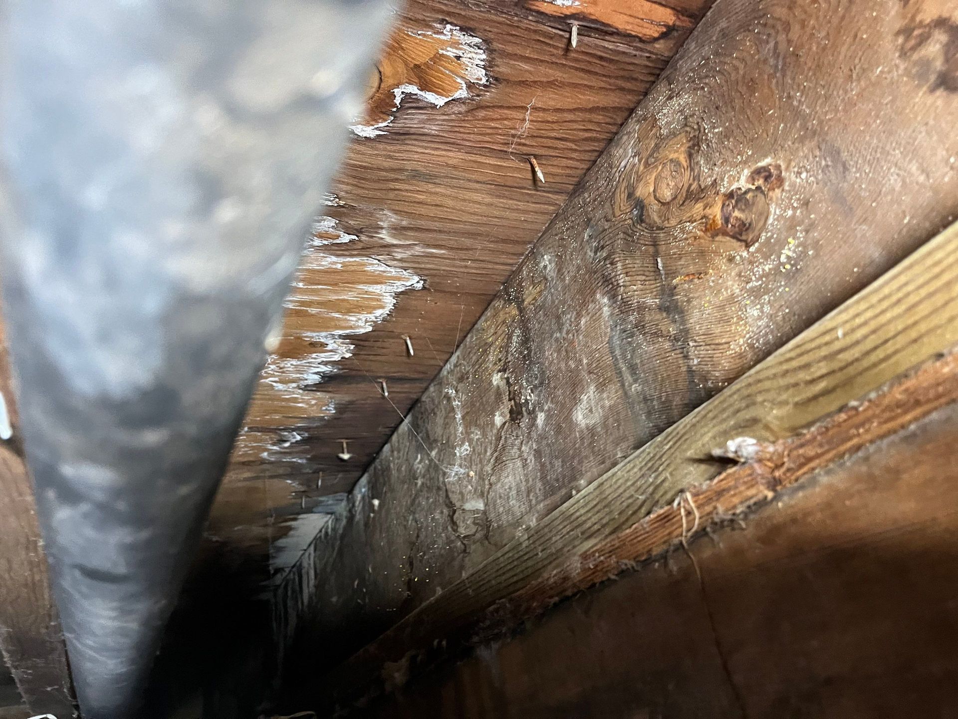 Mold in crawlspace after flood at home in Westhampton Beach NY