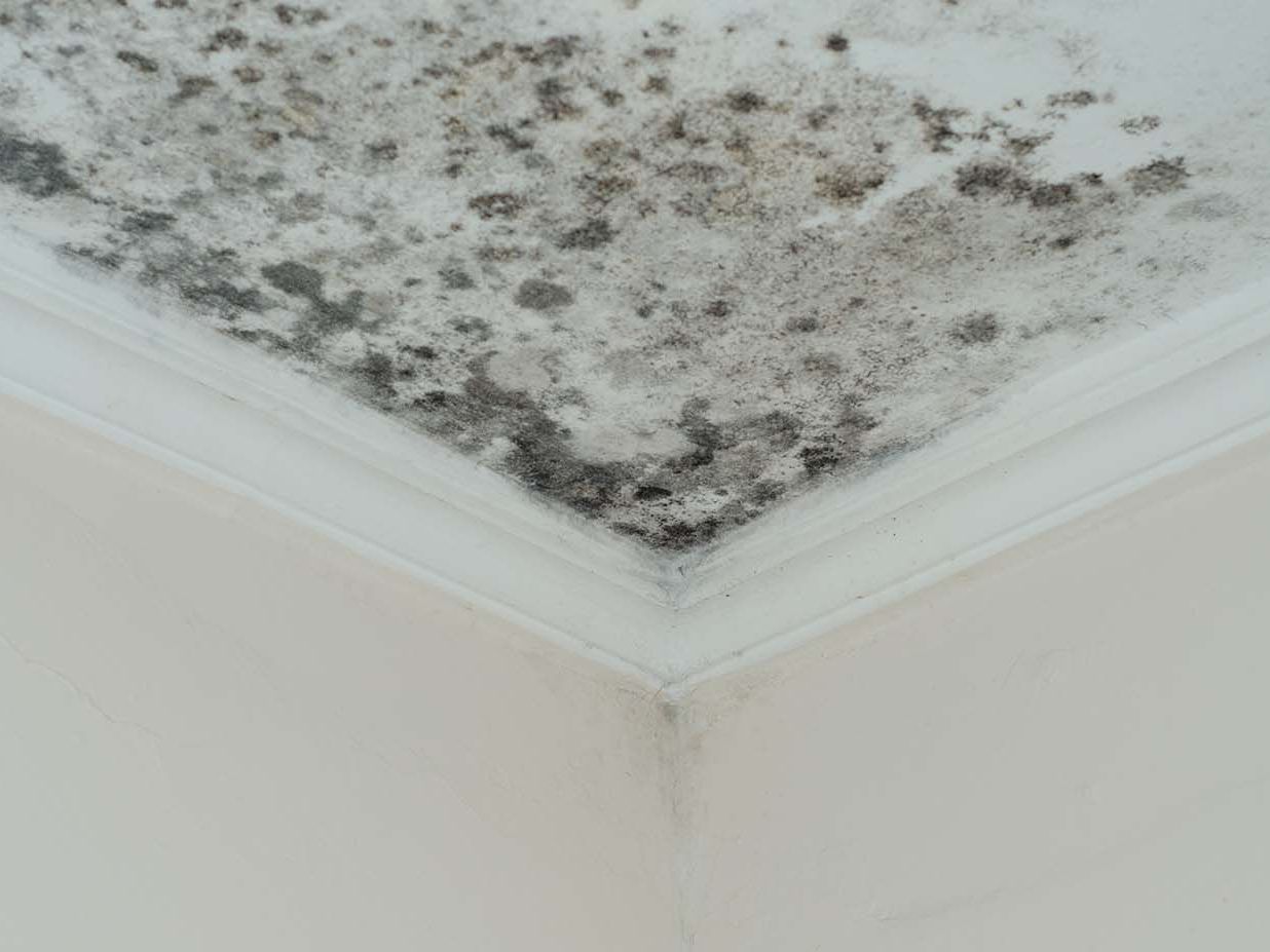 Black Mold On Ceiling After Water Damage