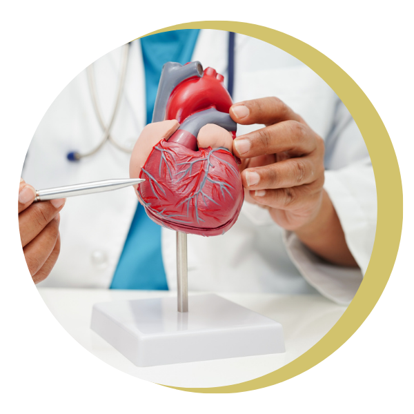 A doctor is holding a model of a human heart.
