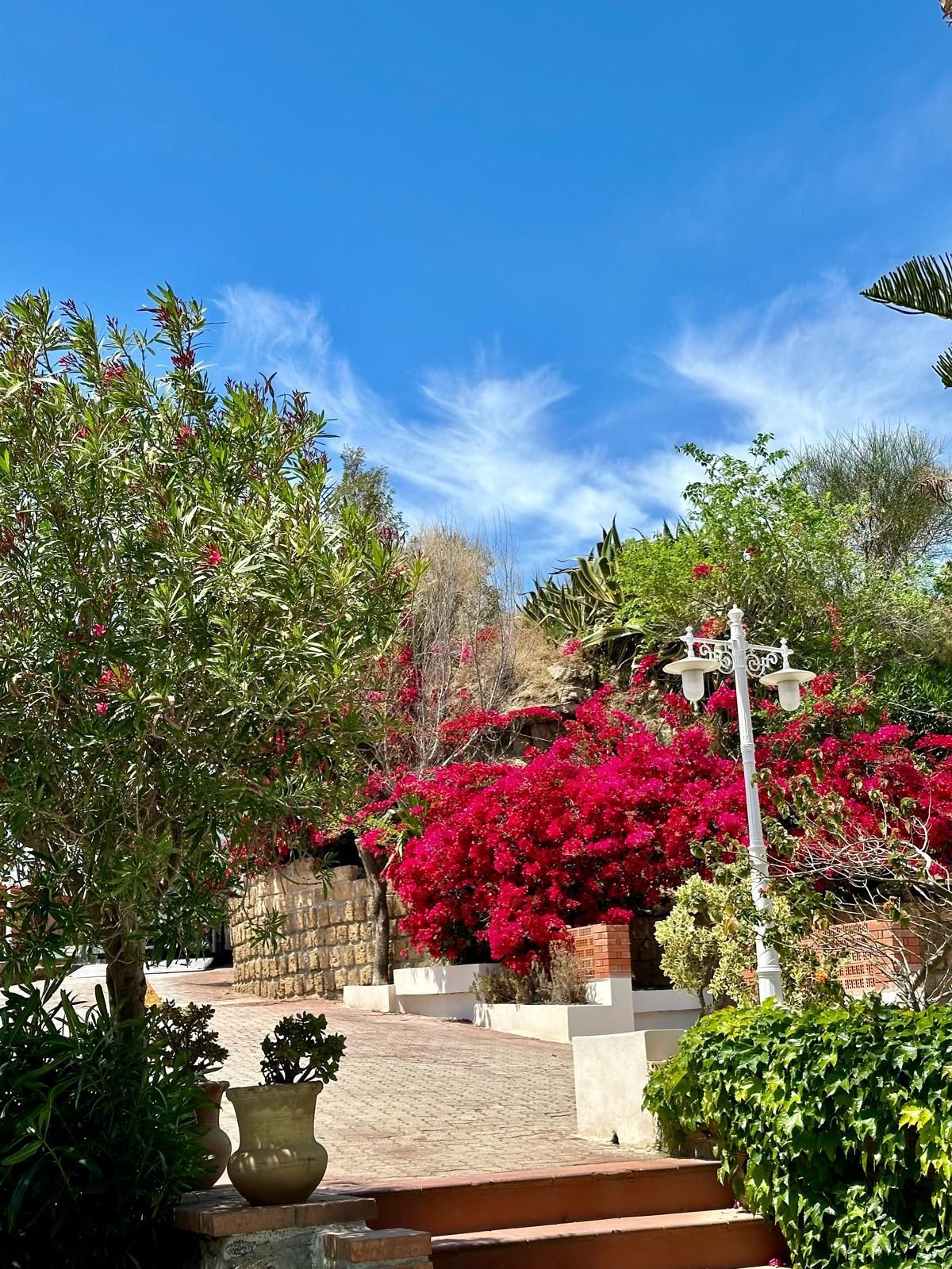 Un sentiero circondato da fiori e alberi con un cielo azzurro sullo sfondo.
