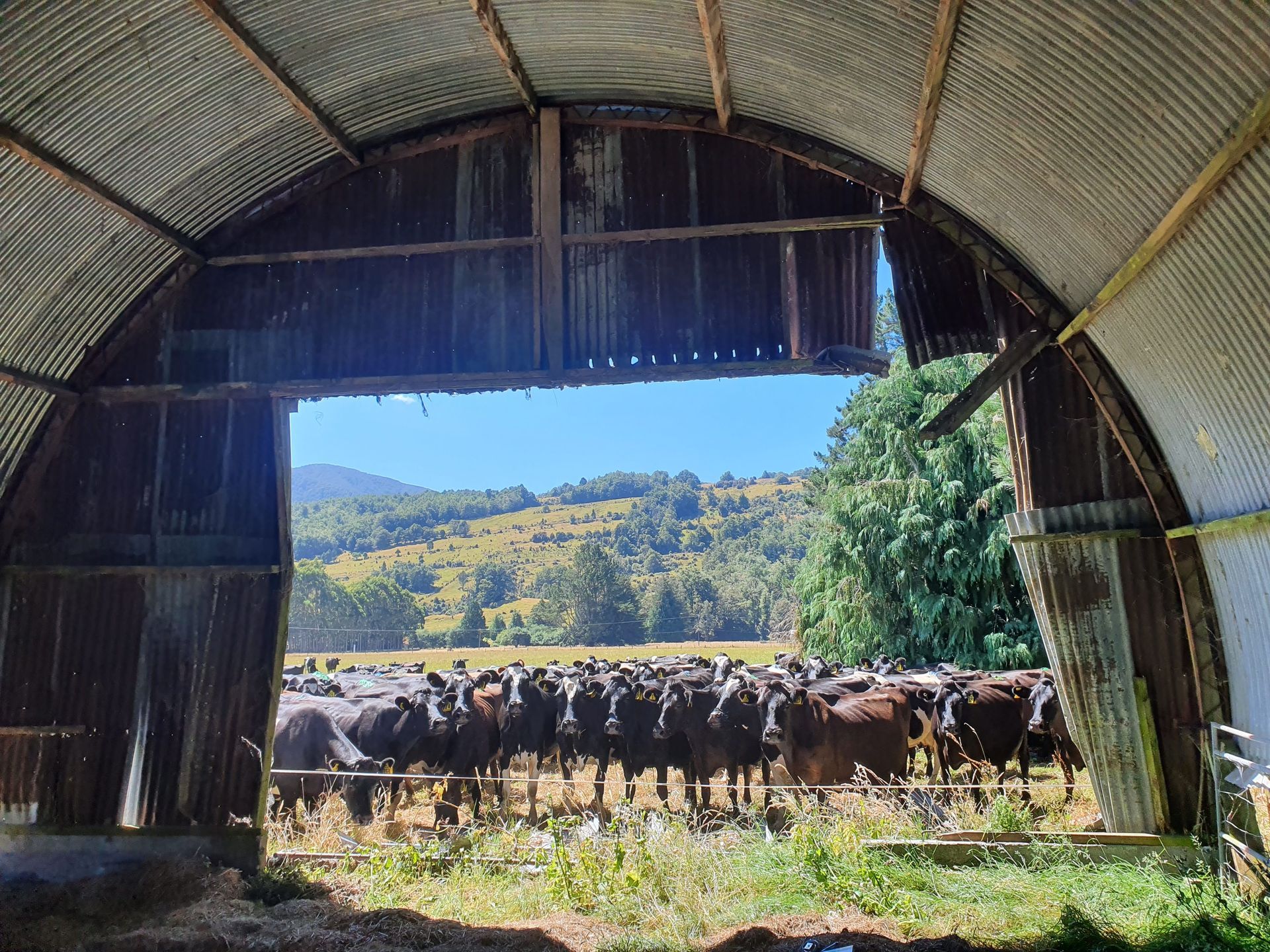 A herd of cows are standing in a field in front of a barn.
