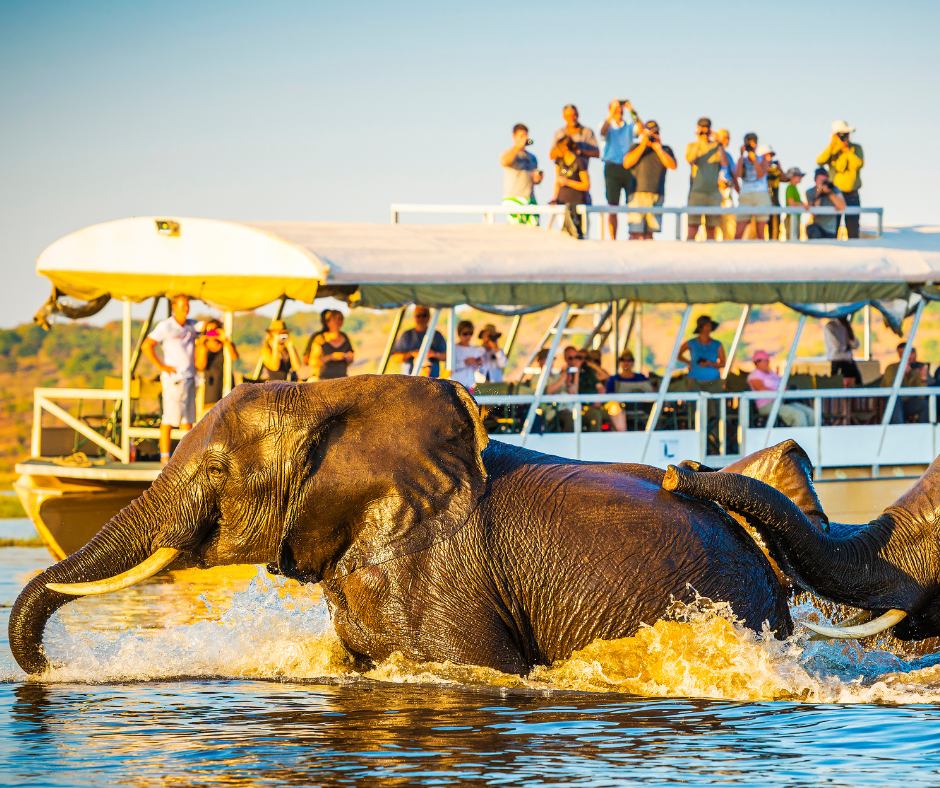 Elephants swimming in water near a boat filled with tourists.