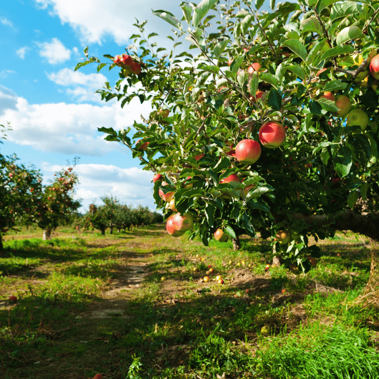 Applejack Festival