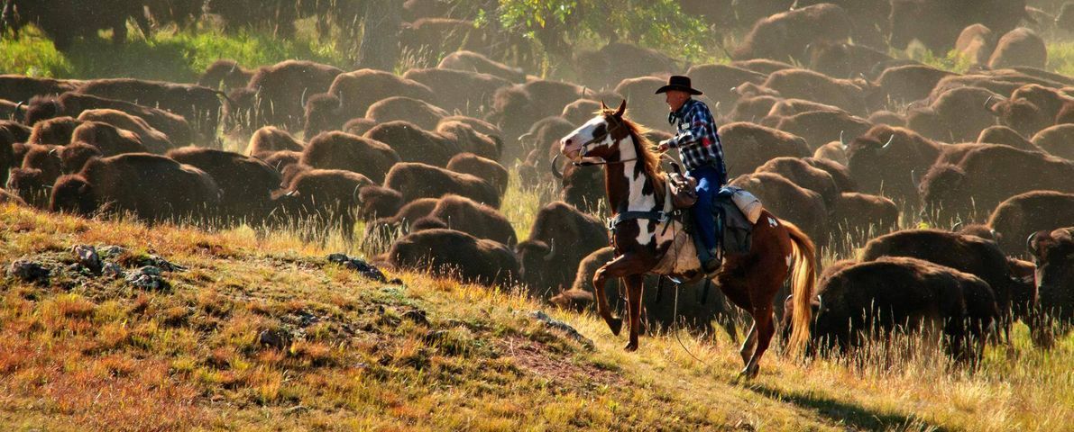 STL Buffalo Roundup and South Dakota 2027