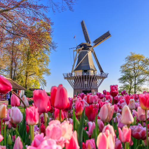 Tulip Time in Holland, Michigan