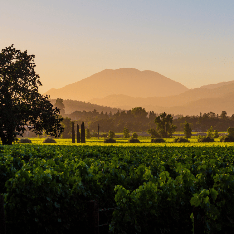 Napa Valley 