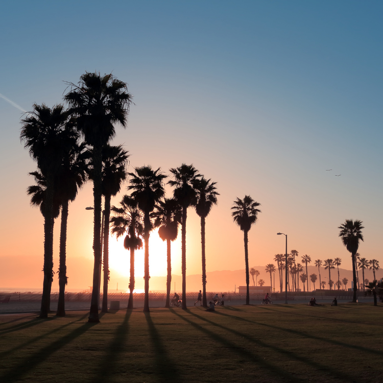 Silhouetted palm trees against a sunrise over a grassy area; long shadows, blue sky.
