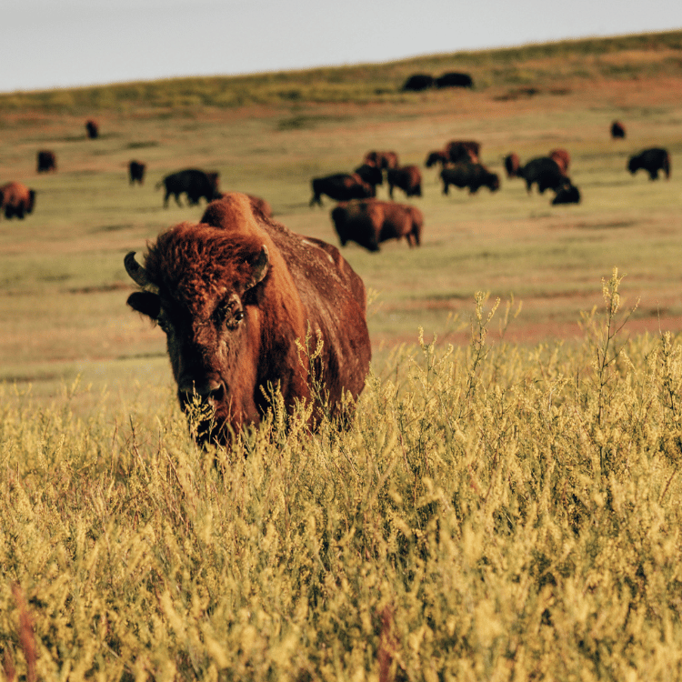 Bison grazing in tall golden grass; herd on a grassy hillside under a sunny sky.