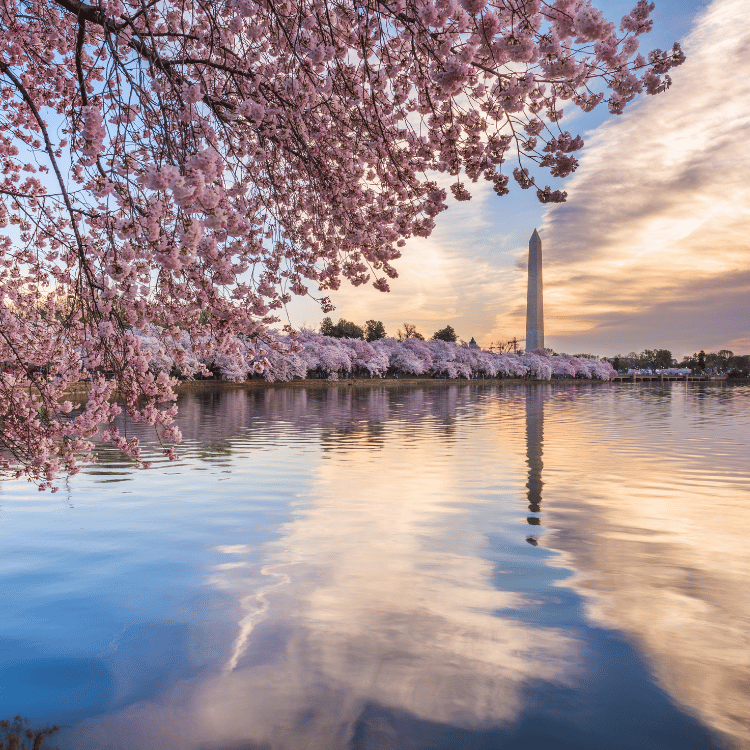Spring in DC