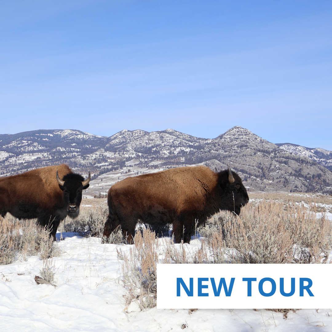 Winter in Yellowstone