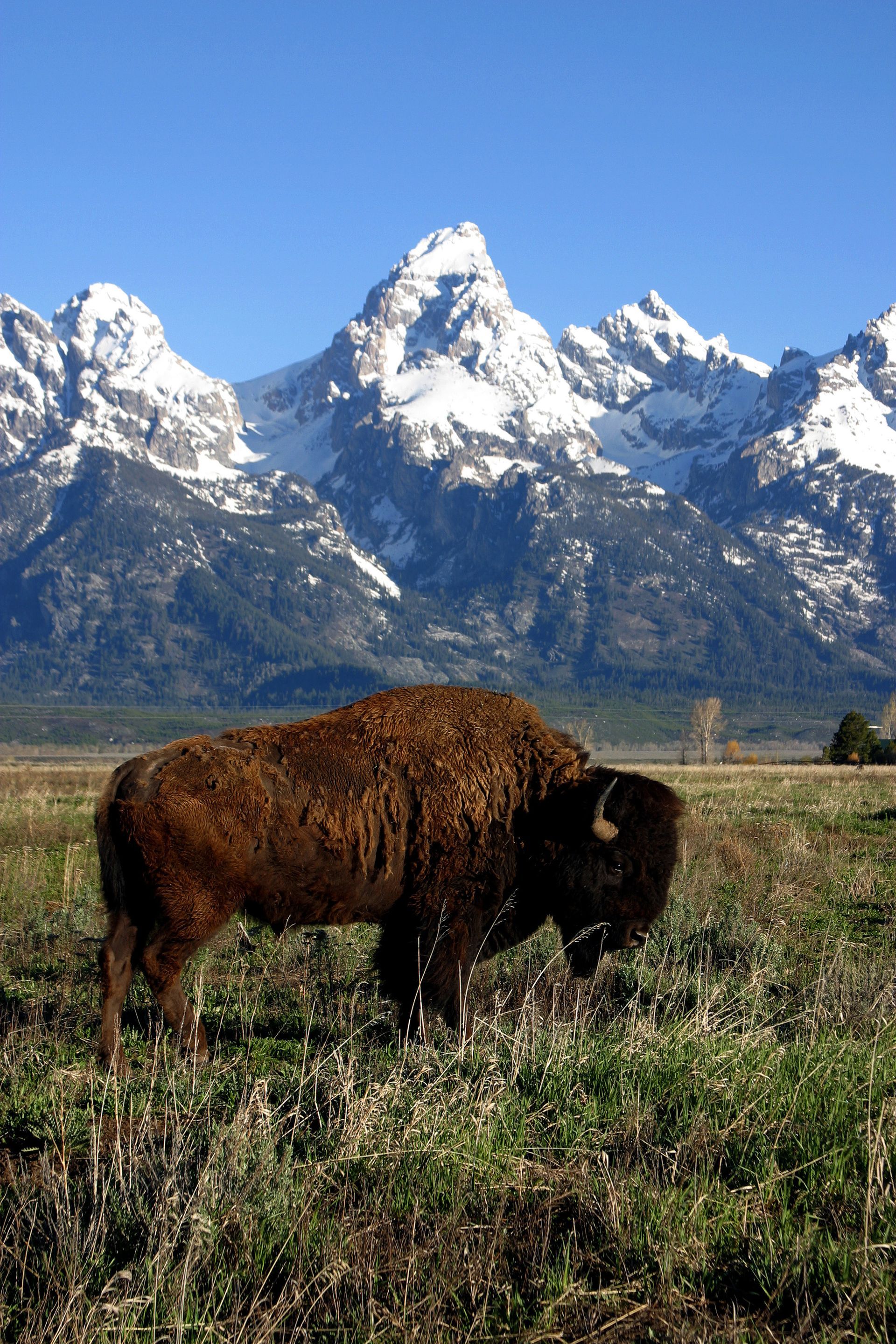 KS Yellowstone & the Tetons 2027