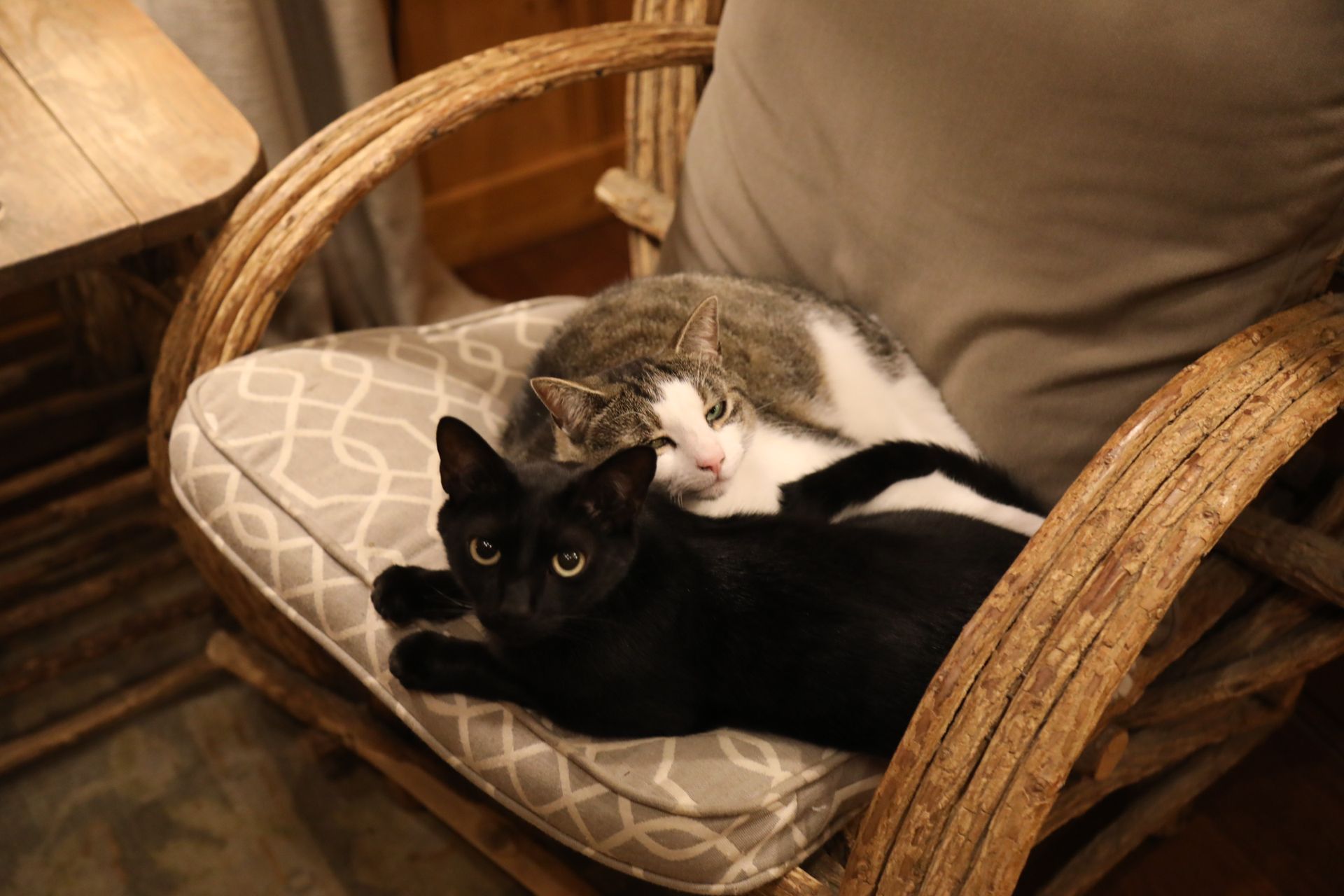 A black cat lying on its back, held by a brown and white tabby cat, both looking toward the camera on a textured surface.