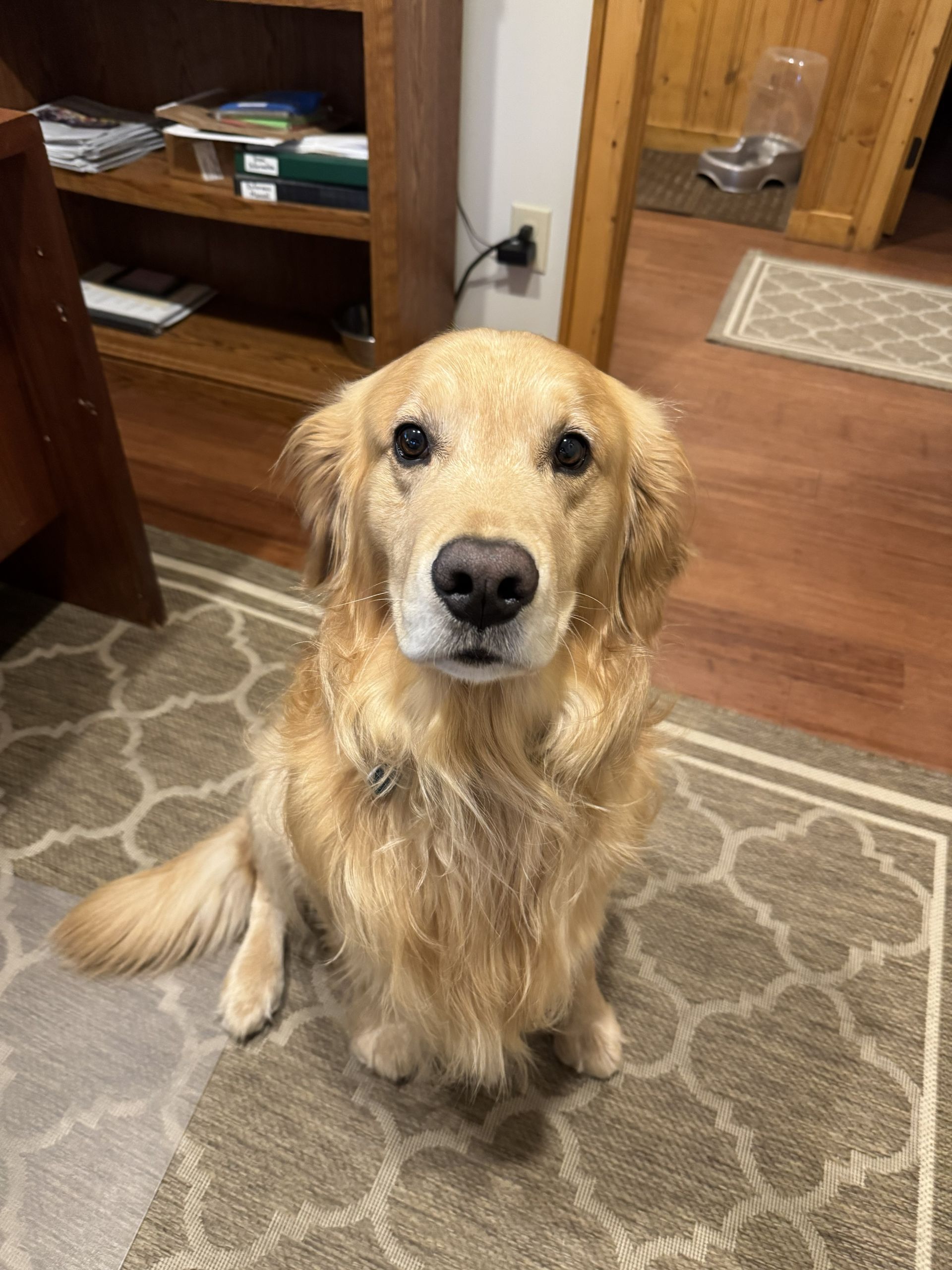 A golden retriever sits on a patterned rug, looking directly at the camera with an attentive expression.