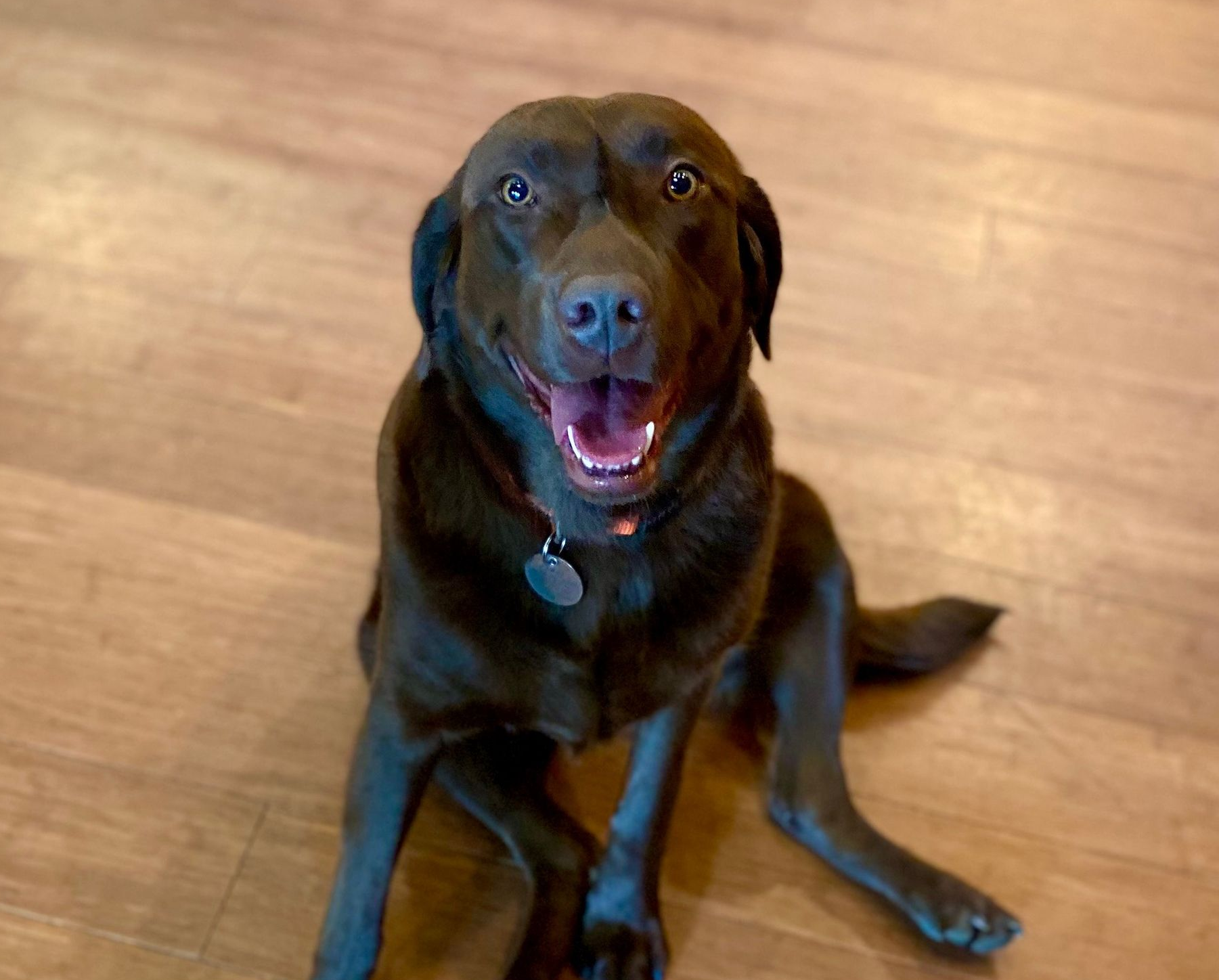 A happy chocolate Labrador retriever sitting on a hardwood floor, looking directly at the camera with an open mouth.