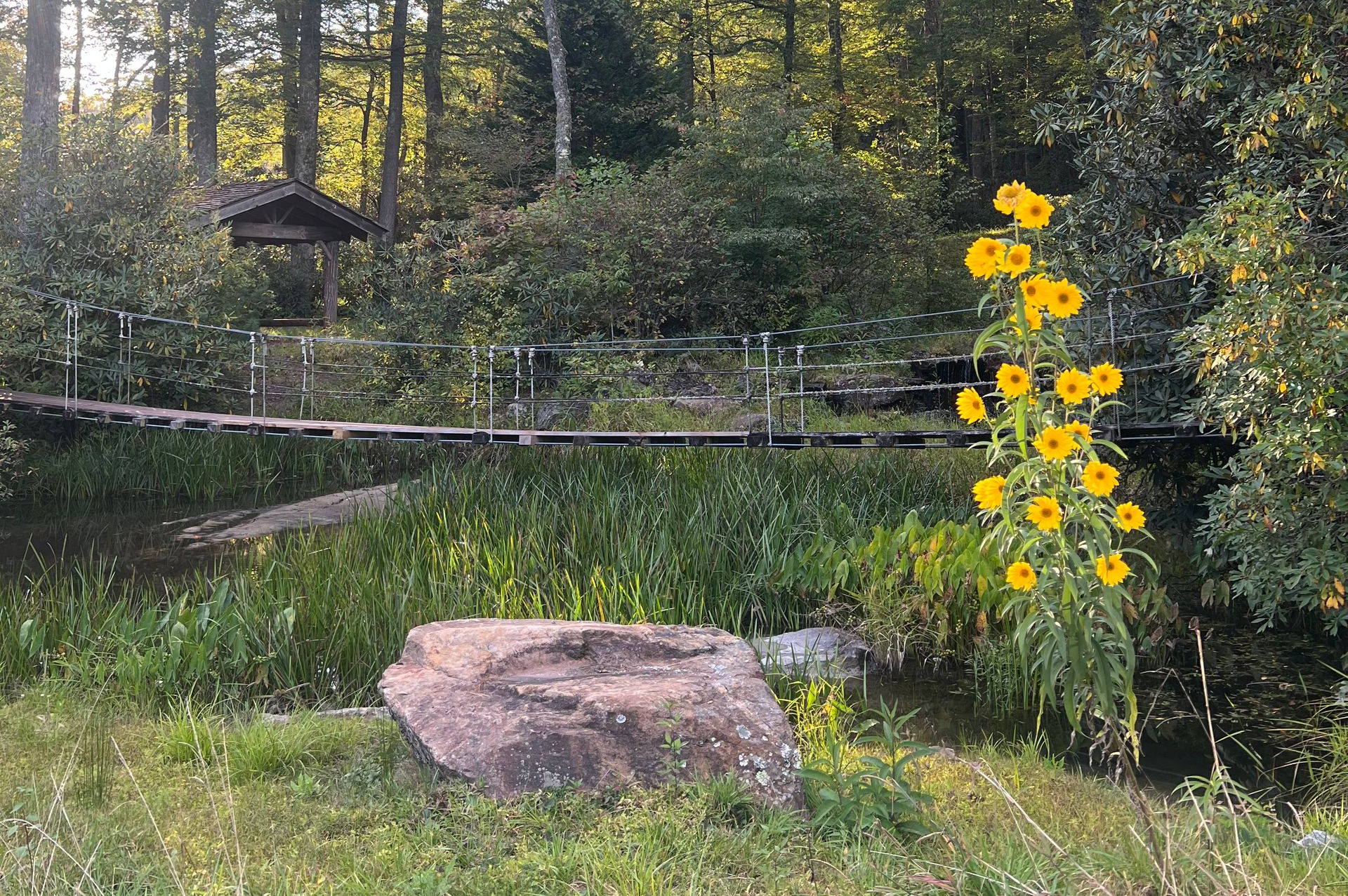 A small wooden footbridge spans a stream in a wooded park, with a tall, vibrant yellow wildflower in the foreground.