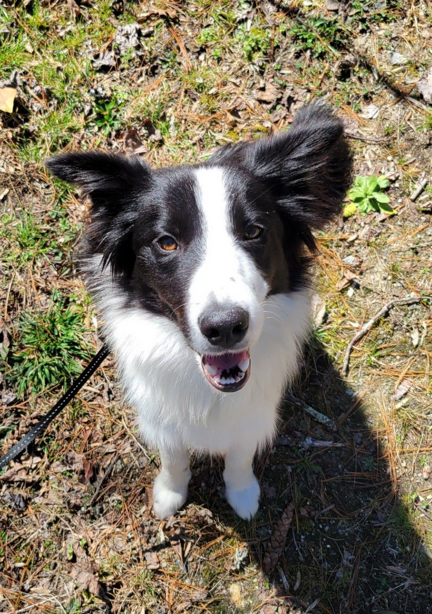 A happy black and white Border Collie looking up, standing on dry grass in the sun with a leash visible.