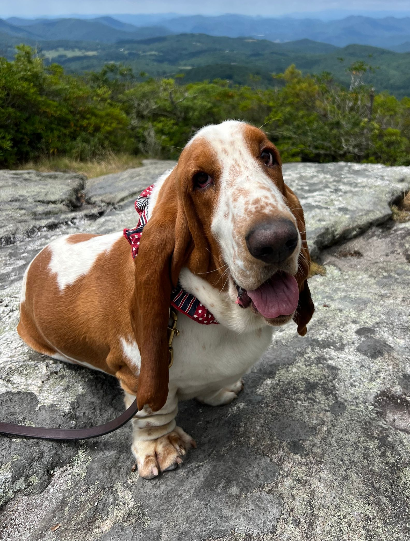 A Basset Hound with a red patterned bandana stands on a rocky mountain overlook with a scenic, forested valley behind.