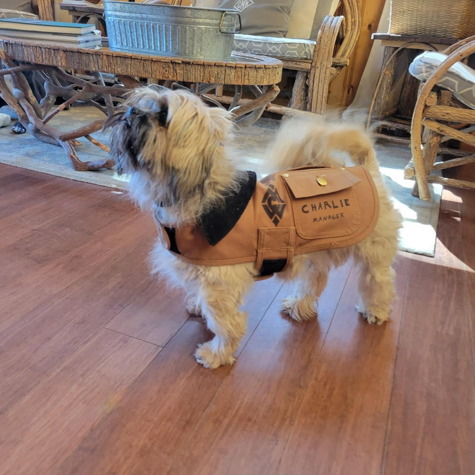 A small, cream-colored dog wears a tan vest with