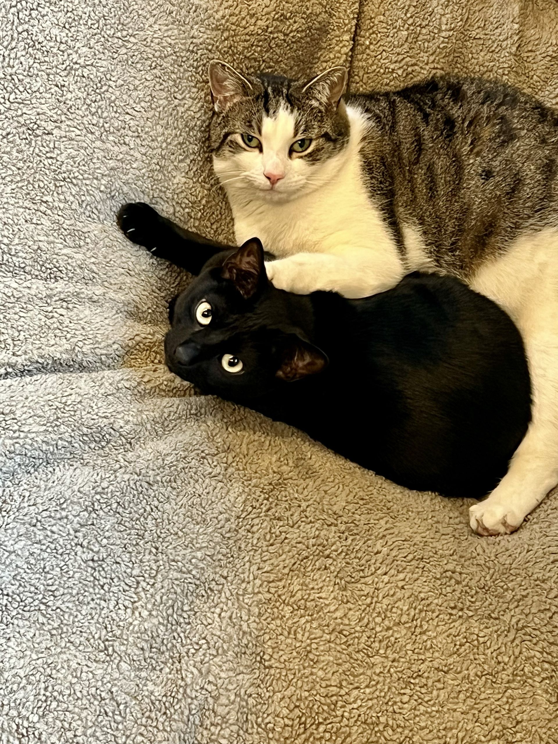 A black cat lying on its back, held by a brown and white tabby cat, both looking toward the camera on a textured surface.