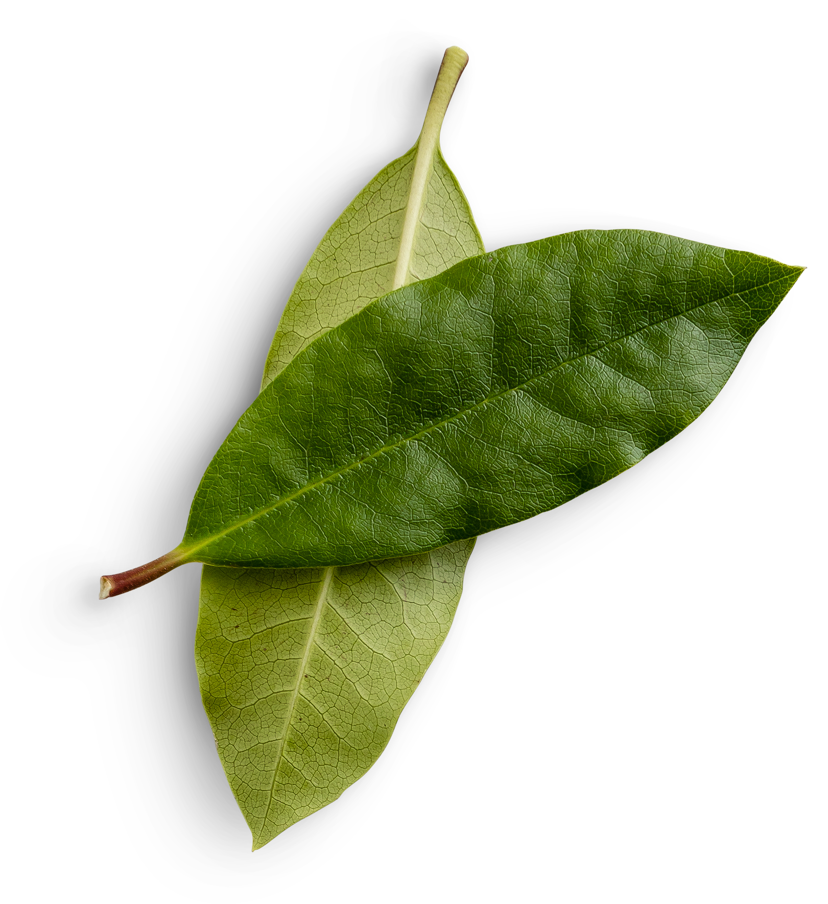 A close up of two green leaves on a white background