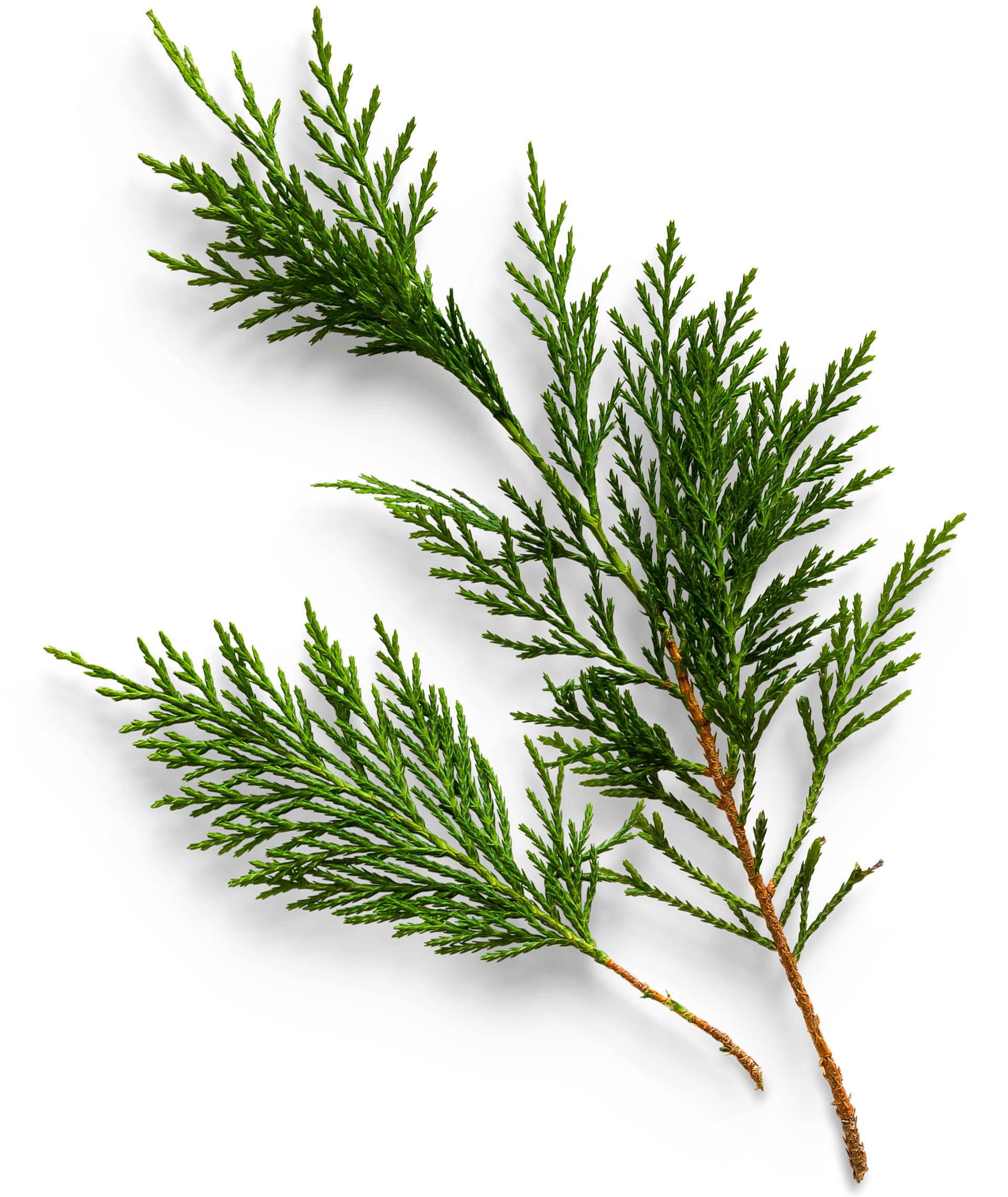 A close up of a tree branch with green leaves on a white background