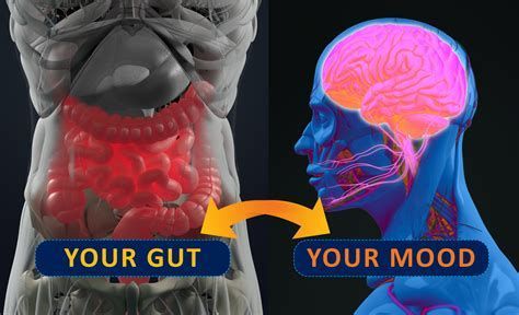 Diagram showing the gut and brain connected by an arrow, indicating the gut-brain connection affecting mood.