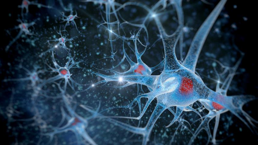 Blue and red neurons with connecting neural networks, glowing against a dark background.