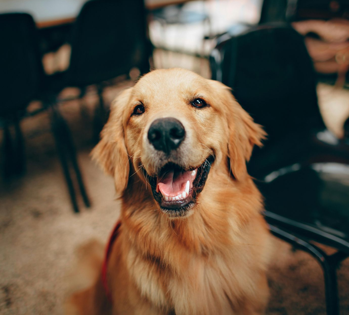 Golden retriever with a happy expression, mouth open, sitting outdoors near black chairs.