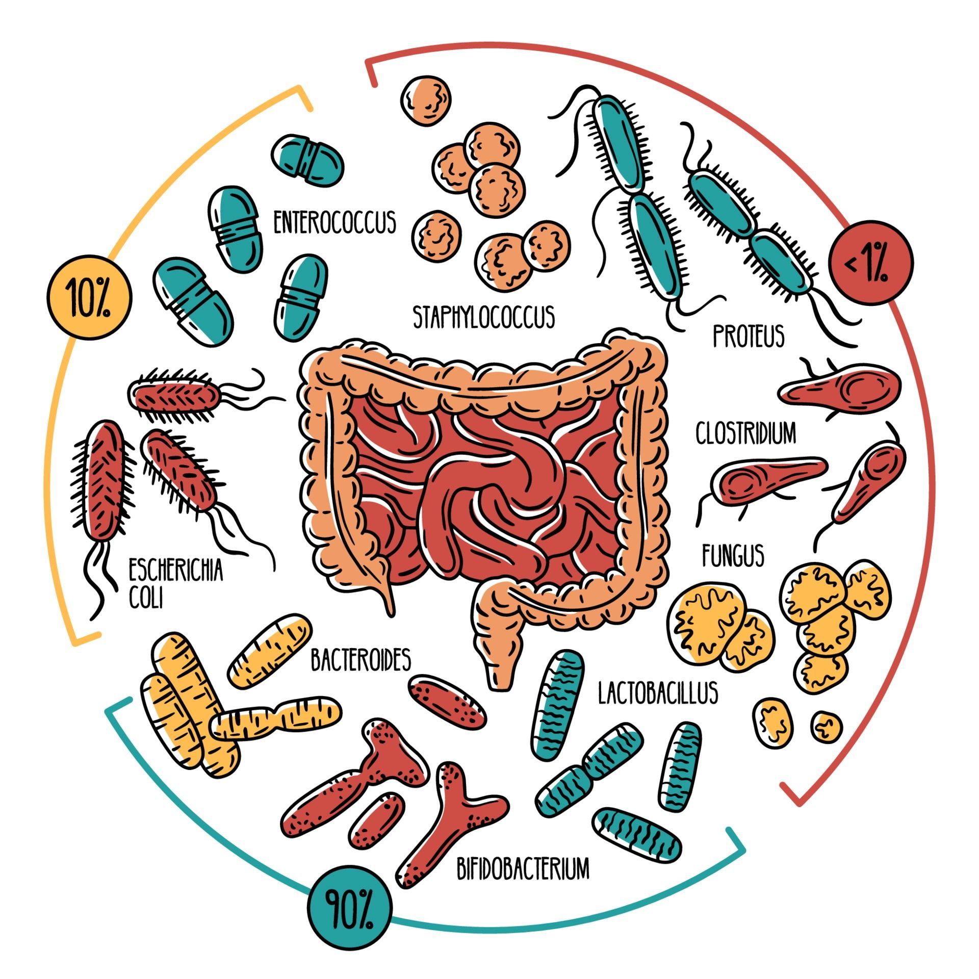 Diagram of human gut microbiome, various bacteria and fungi surrounding the colon.