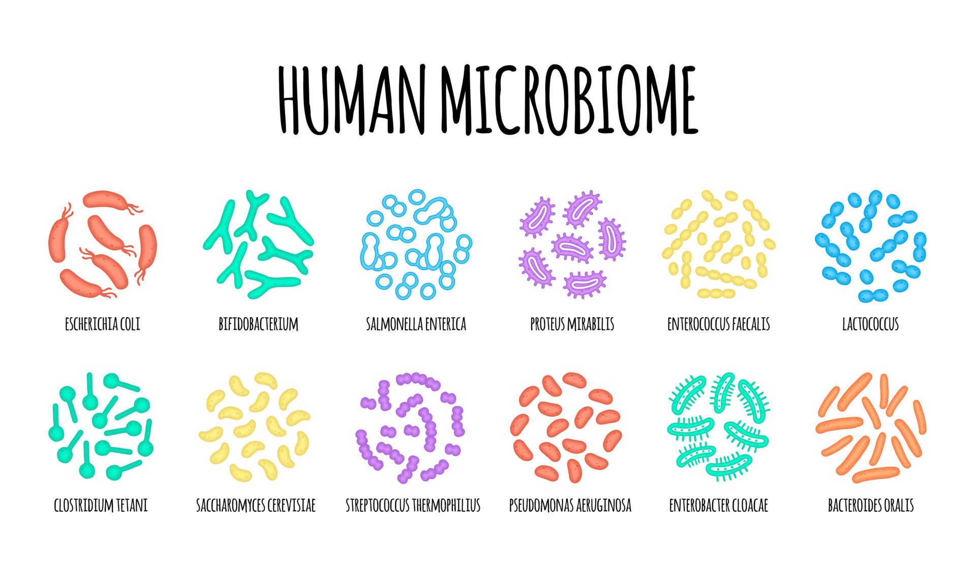 Diagram of the human microbiome. Diverse bacteria clusters in various shapes and colors are shown.