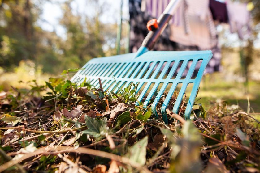 Blue rake raking leaves and debris in a yard.
