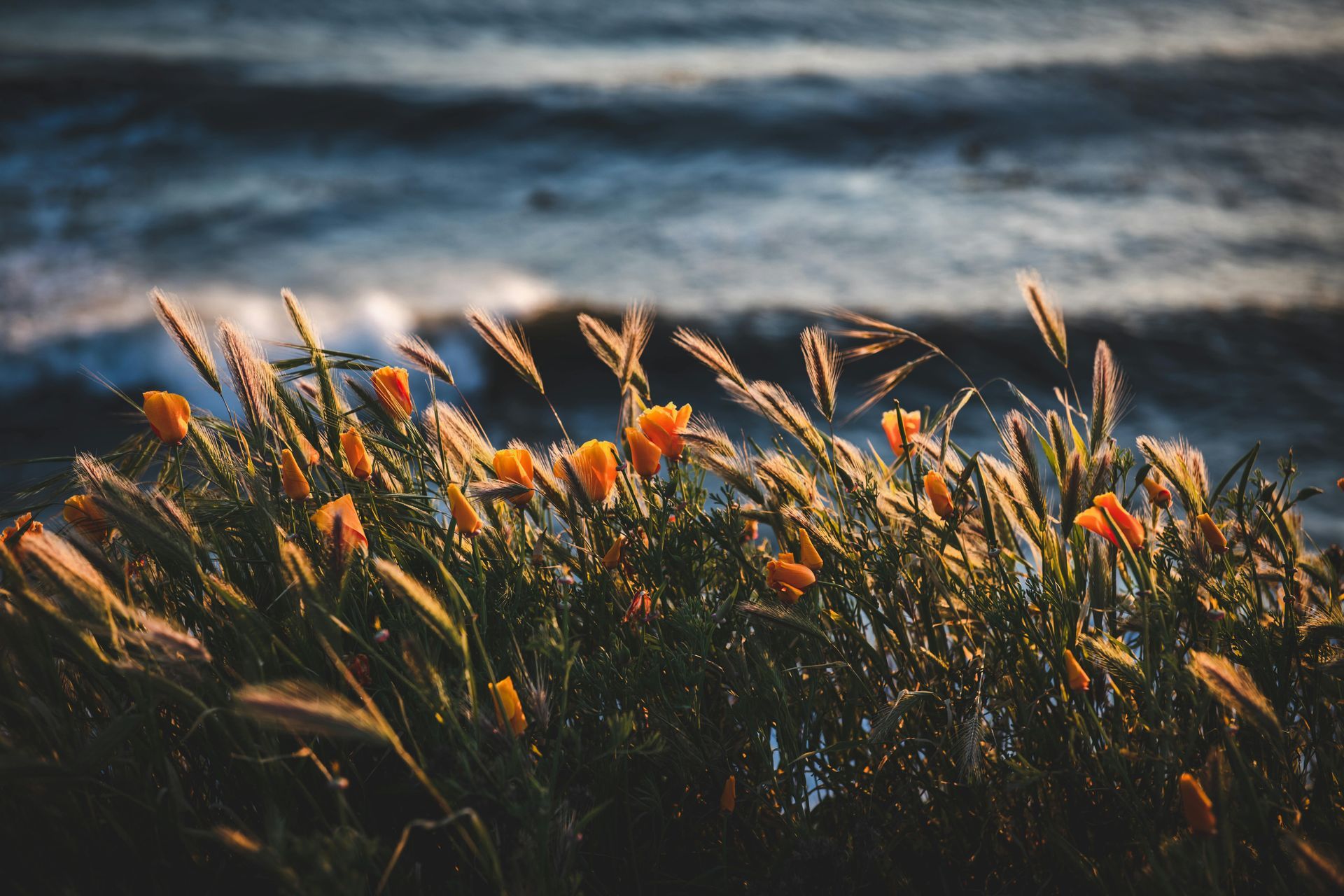 Golden grasses and orange poppies glow in sunlight, with ocean waves in the background.