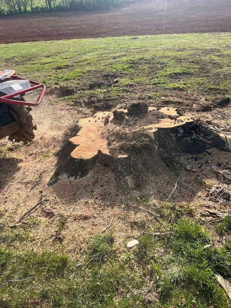 A person is cutting a large tree stump in a field.
