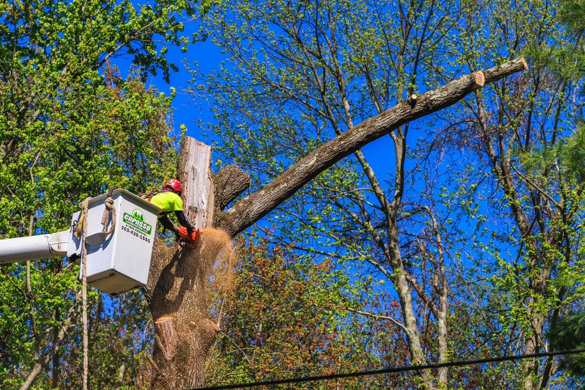 How to Choose the Right Tree Removal Service: Key Questions to Ask