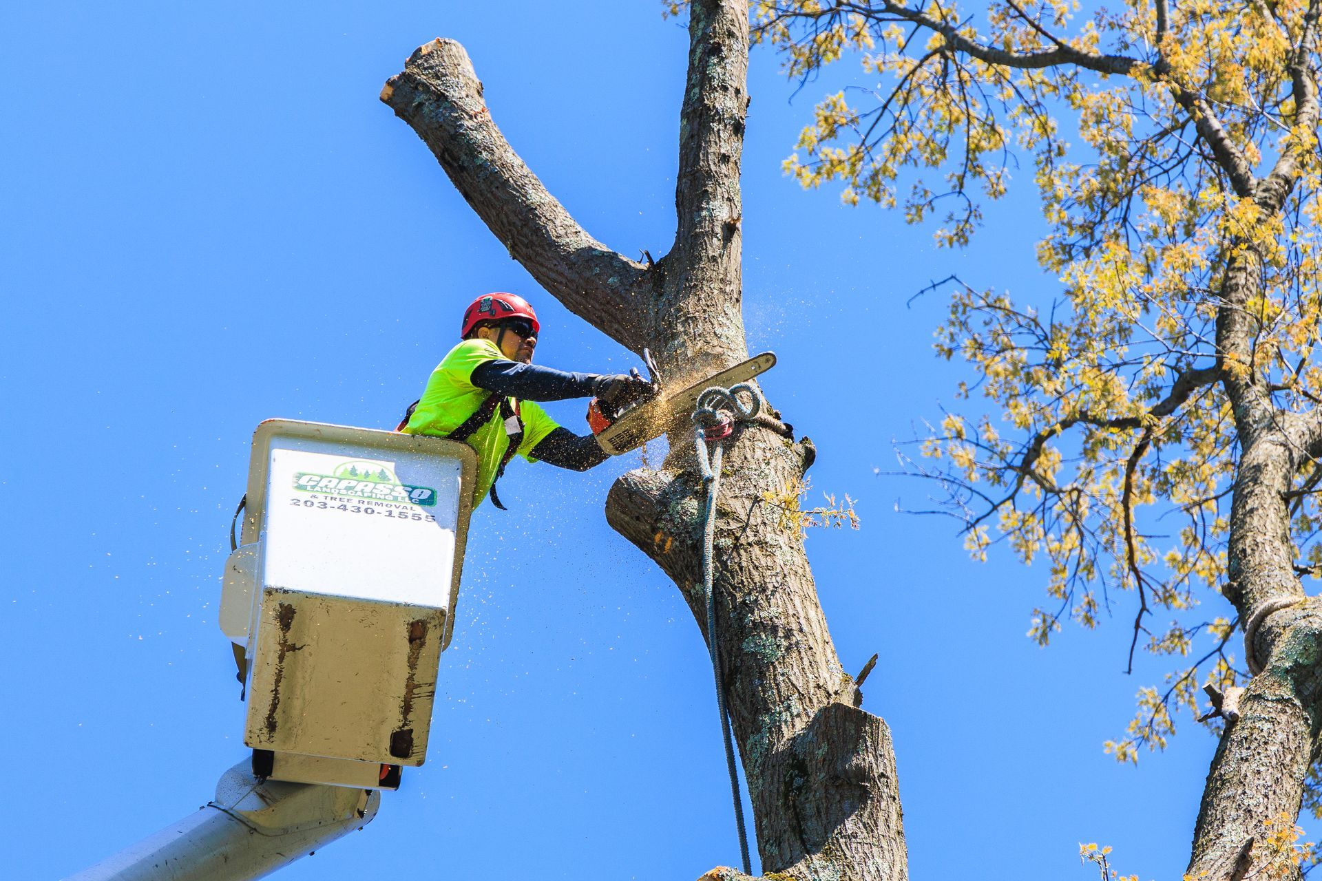 Tree service worker in a lift, using a chainsaw to trim a tree against a blue sky.