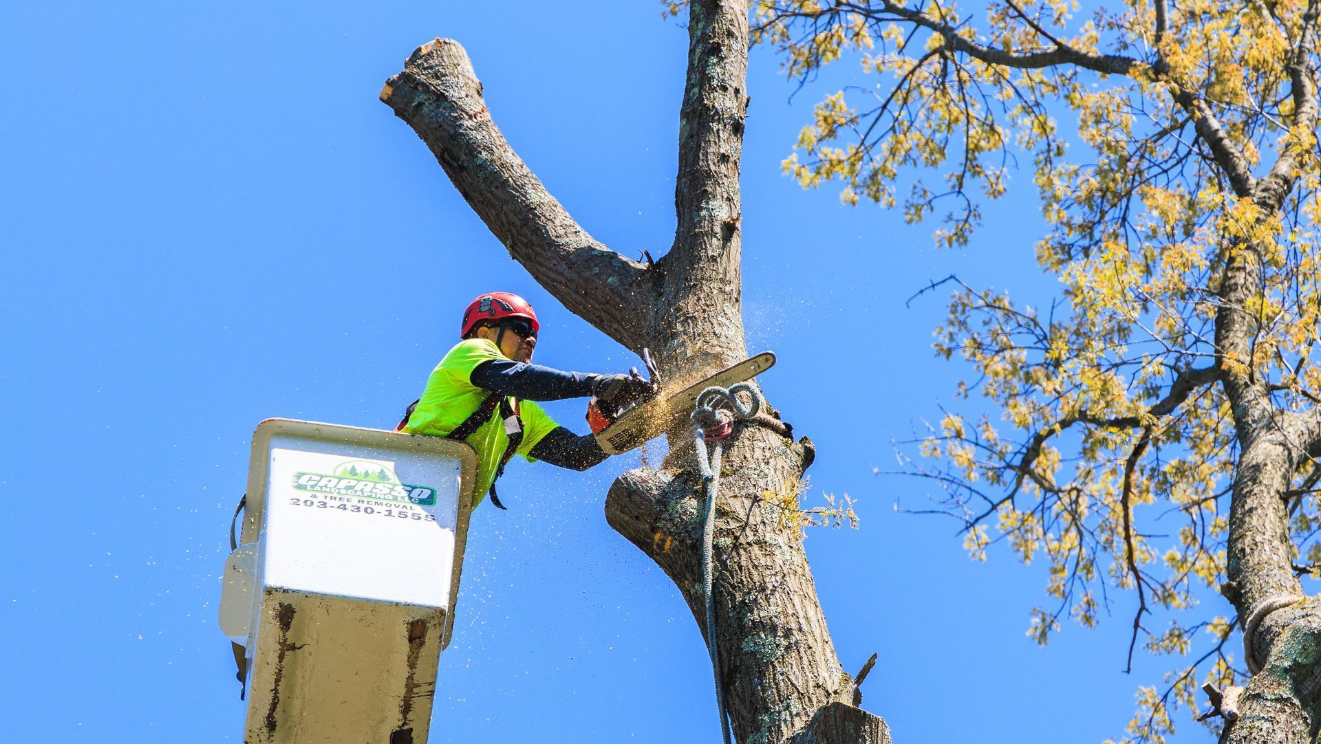 Tree Removal