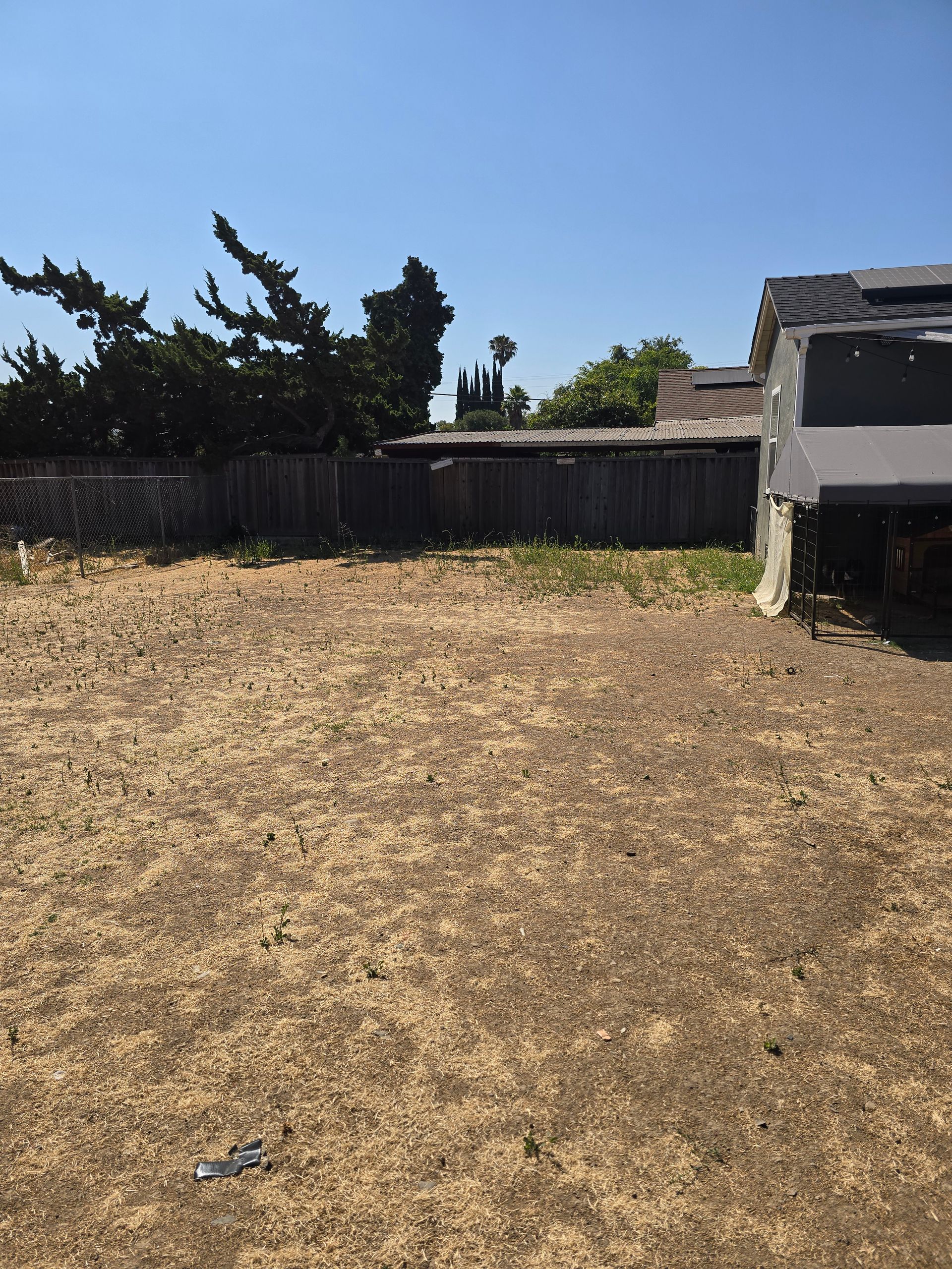 Dry backyard with patchy grass, wooden fence, trees, and a trailer on the right under a clear blue sky.