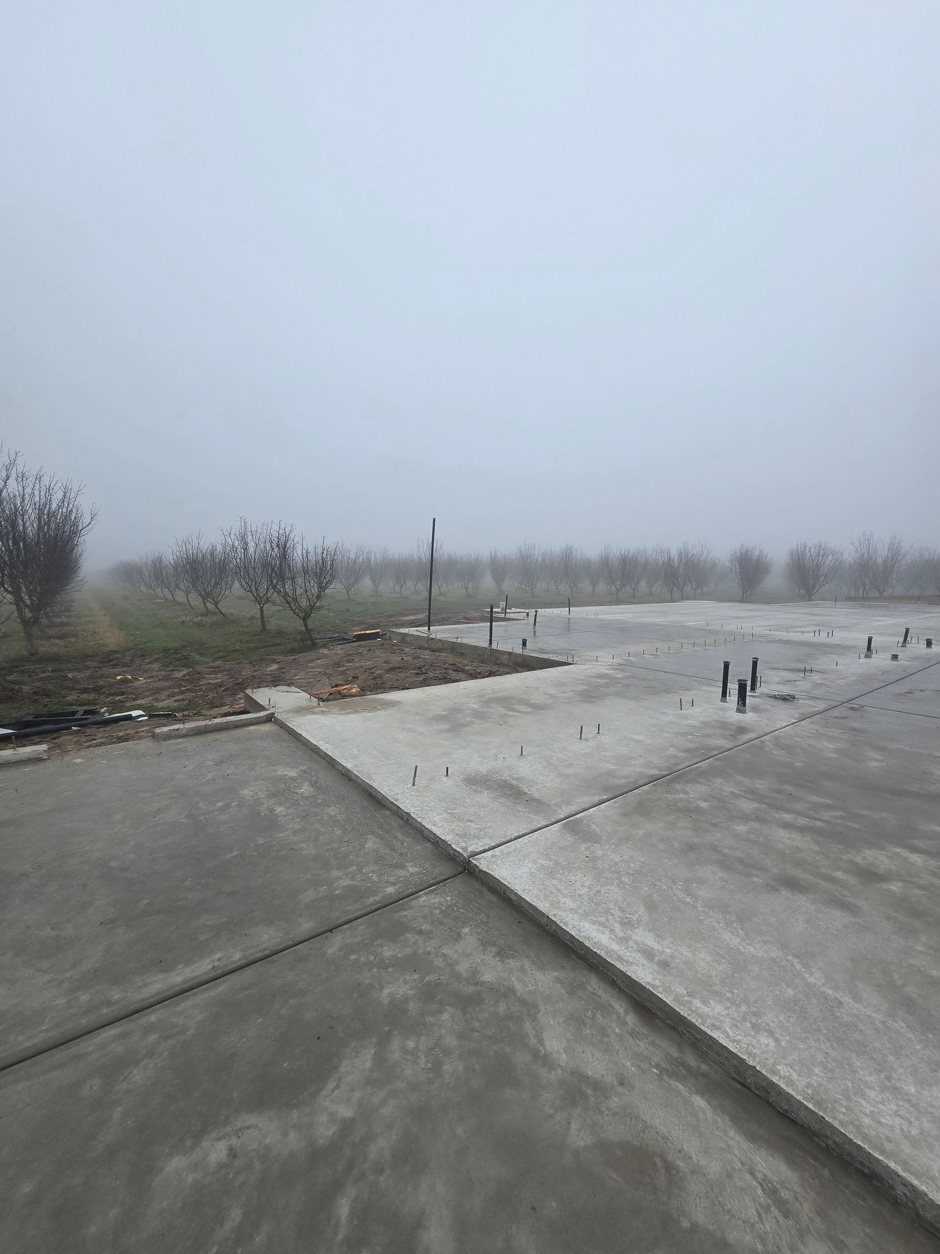 Foggy empty concrete walkway and road beside sparse trees and grass.