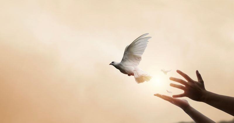 Hands reaching toward a flying white dove in warm sunlight.