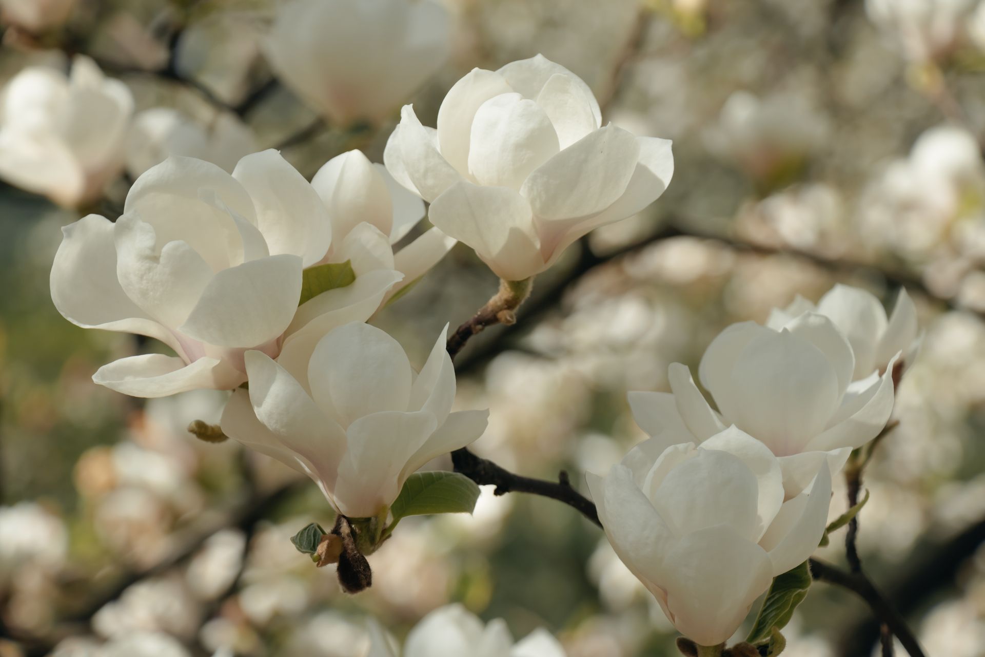 White blossoms on tree branches against a soft blurred background