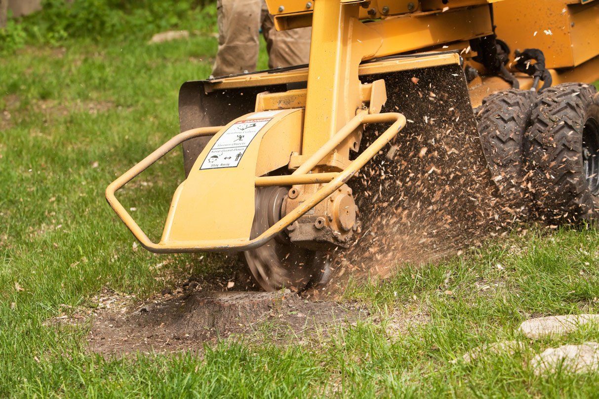 Stump grinding machine removing cut tree — Asheville, NC — Down To Earth Grading Inc.